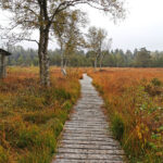 MK HausAllgaue Moor Spaziergang