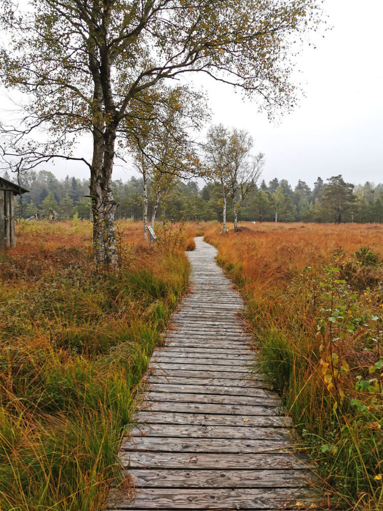 MK HausAllgaue Moor Spaziergang