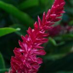Ingwerblüte