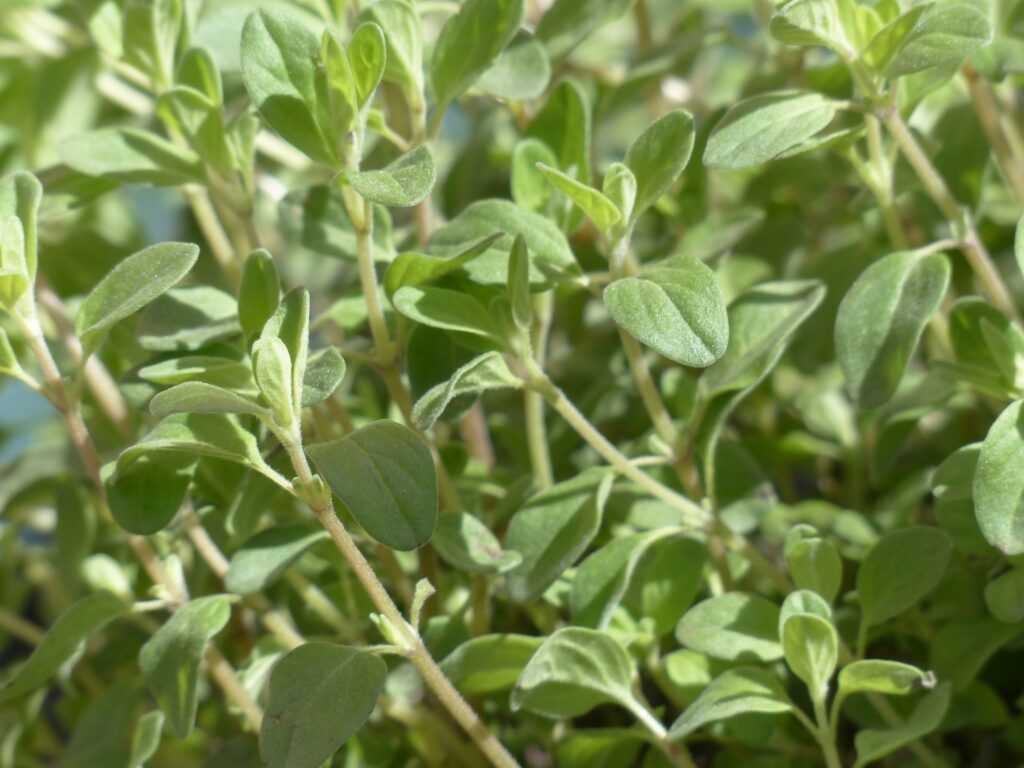 Majoran und Oregano in der Mayr-Kur