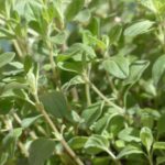 Majoran und Oregano in der Mayr-Kur