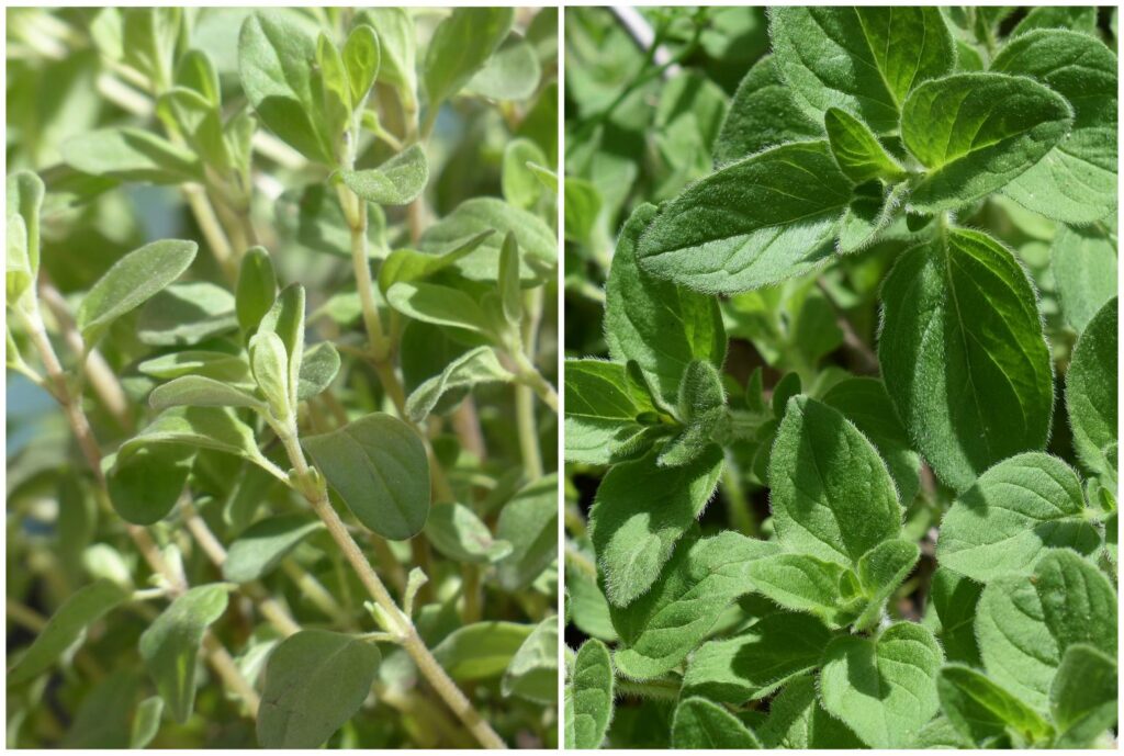 Majoran und Oregano in der Mayr-Kur