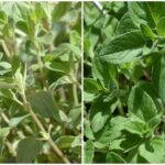 Majoran und Oregano in der Mayr-Kur
