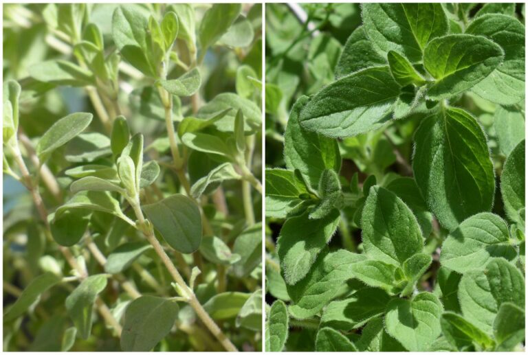 Majoran und Oregano in der Mayr-Kur