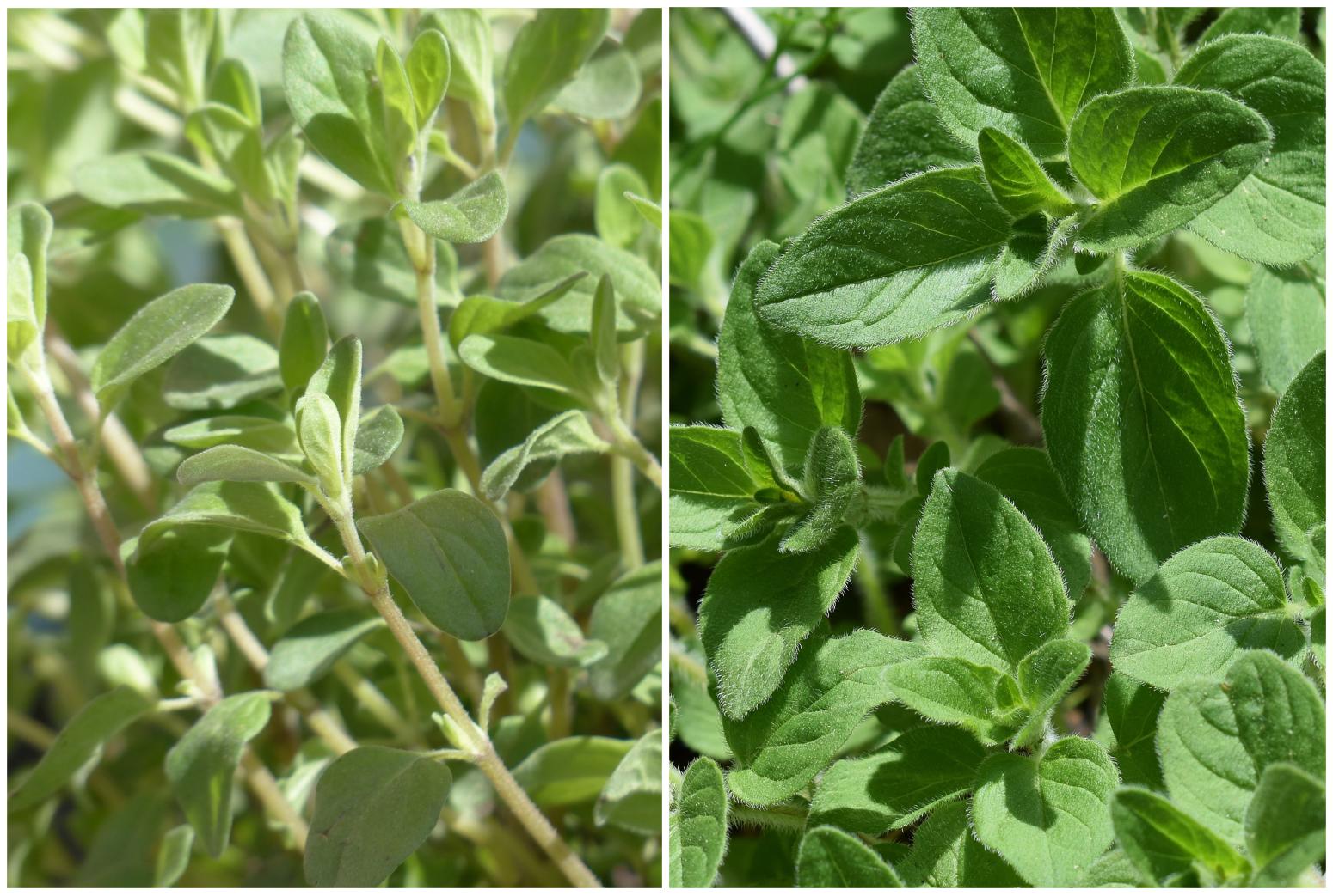 Majoran und Oregano in der Mayr-Kur