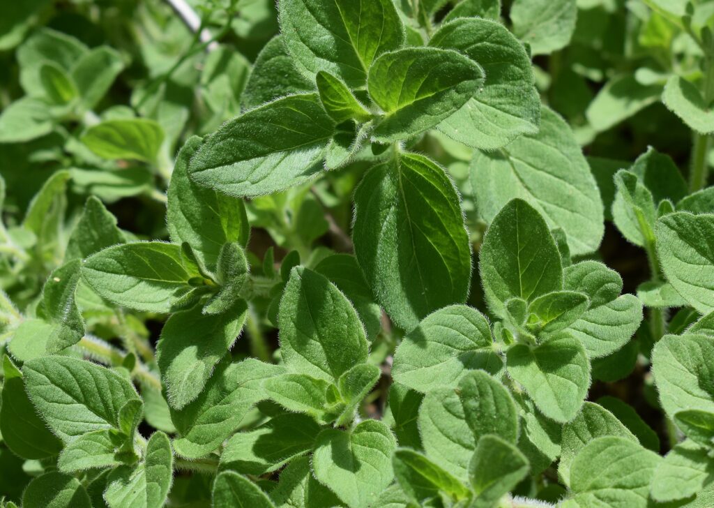 Majoran und Oregano in der Mayr-Kur