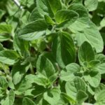 Majoran und Oregano in der Mayr-Kur