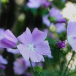Wildpflanzen Malve flowers petals buds plants