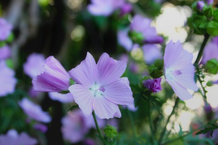Wildpflanzen Malve flowers petals buds plants